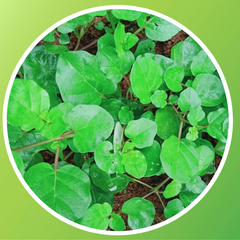 Punarnava Leaves (Galijeru Aaku)