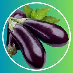 Eggplant Brinjal