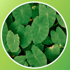 Colocasia Leaves (Chamakura)