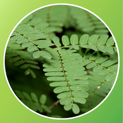 Tamarind Leaves (Chinthapandu Aaku)