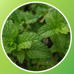 Mint Leaves