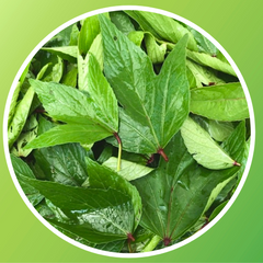 Sorrel leaves (Gongura)