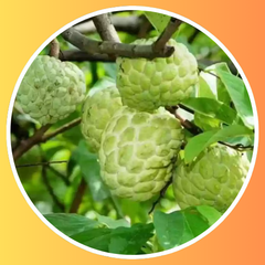 Custard Apple (Sitaphal)