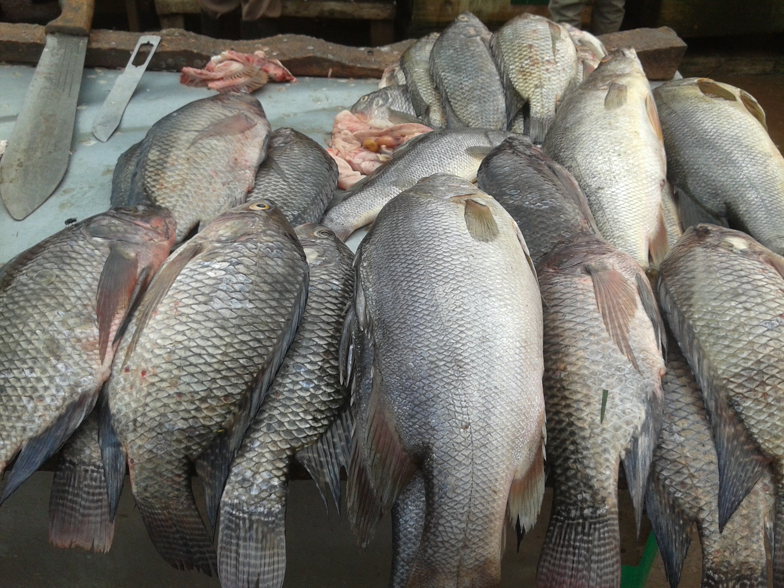 Fish Silapi Tilapia Fish (Koyya Pippali)