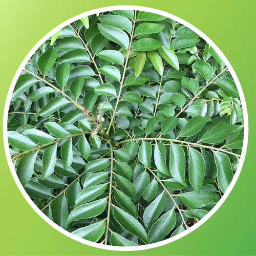 Curry Leaves (Karivepaku) - Main Image