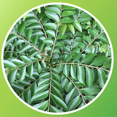 Curry Leaves