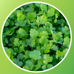 Coriander Leaves (Kottimira)