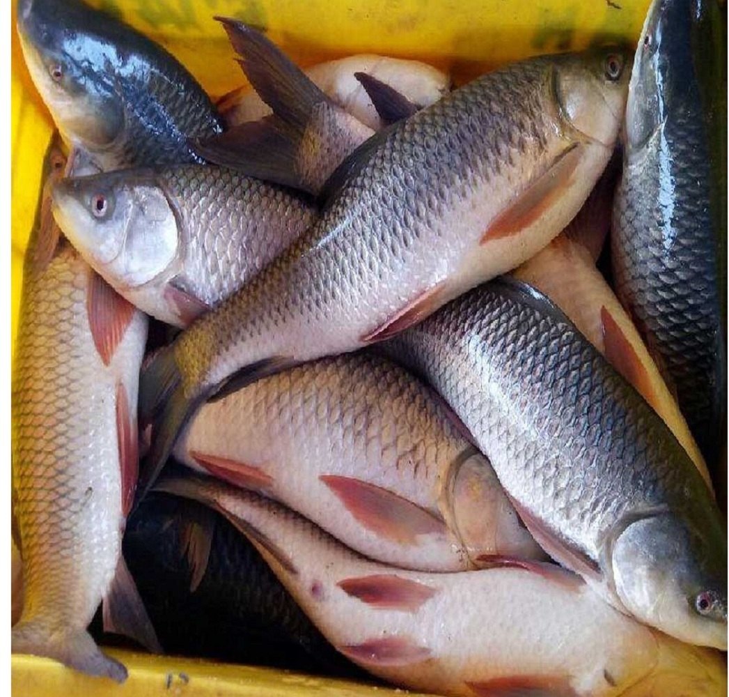 Catla Fish (Bocha)