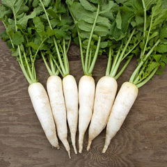 Radish (Mullangi)