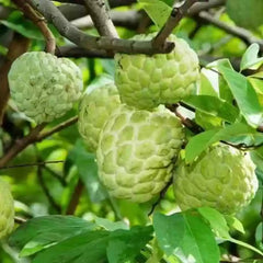 Custard Apple (Sitaphal)